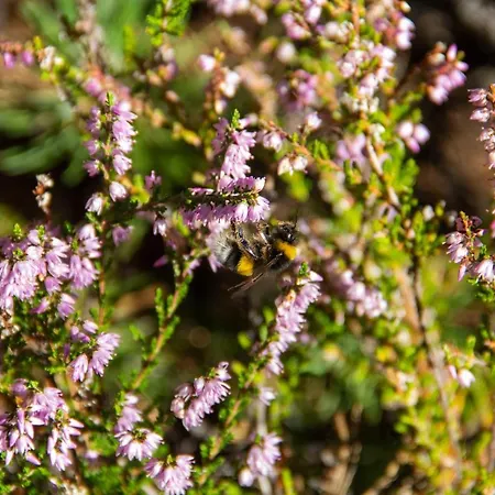 La Perle Des Montagnes - - D ヴェルネ・レ・バン